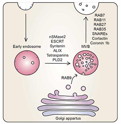 Exosomes form tunneling nanotubes (TUNTs) in the blood-brain barrier: a nano-anatomical perspective of barrier genesis